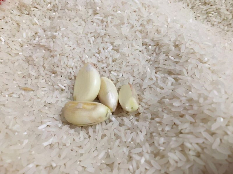 Bật mí cách bảo quản gạo không bị ẩm mốc, mối mọt đơn giản