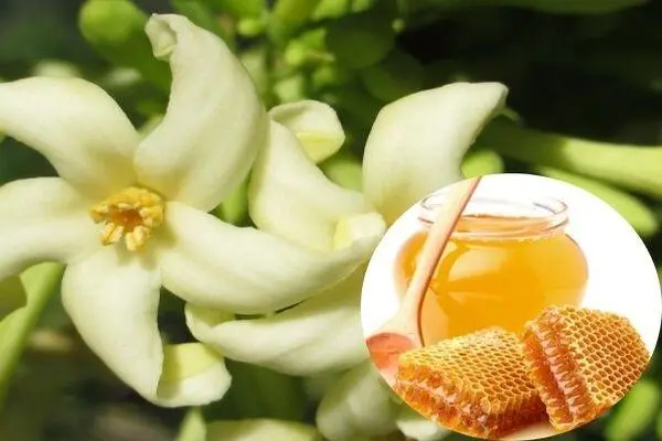 Bông đu đủ ngâm với mật ong điều trị bệnh tiểu đường
