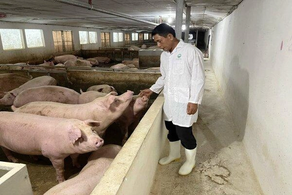 Khám Phá Quy Trình Sản Xuất Thịt Tươi Đóng Gói Chân Không 9 Chăn nuôi cũng nằm trong quy trình sản xuất thịt tươi đóng gói chân không