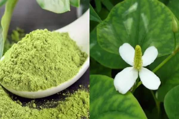 Hướng Dẫn Cách Pha Bột Diếp Cá Đắp Mặt Hiệu Quả 14 Cách sử dụng bột diếp cá cho từng loại da