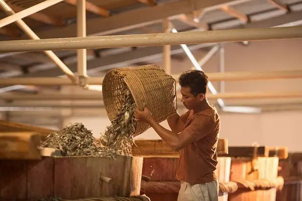 Nước Mắm Truyền Thống - Vị ngon không thể cưỡng 12 Chuẩn bị nguyên liệu