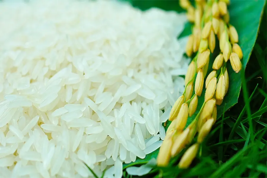 Gạo Việt Nam Xuất Khẩu – Lối ra cho ngành nông nghiệp 22 Gạo Nàng Hoa 9