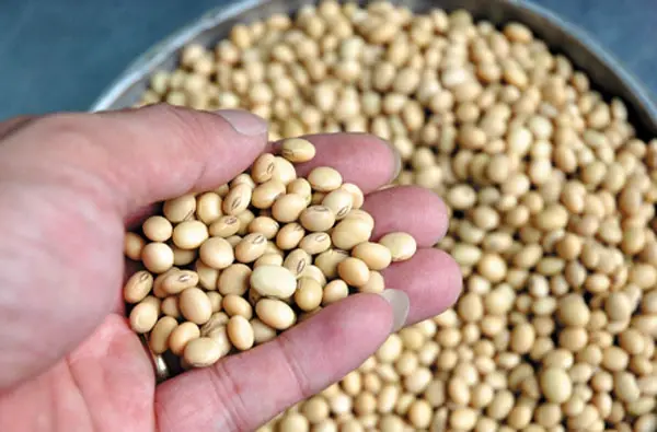 Hướng dẫn cách làm nước tương tại nhà thơm ngon, an toàn 10 Sơ chế đậu nành
