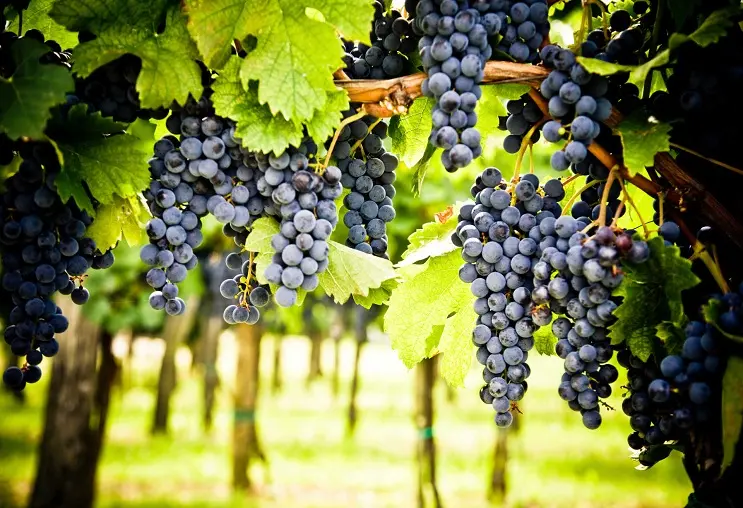 Rượu vang Đà Lạt - Tinh hoa vang Việt Nam nổi tiếng 17 Cabernet Sauvignon