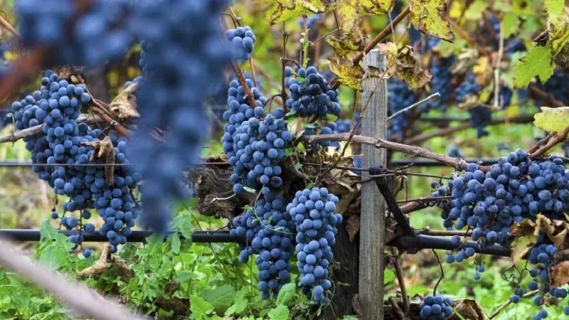 Rượu vang Đà Lạt - Tinh hoa vang Việt Nam nổi tiếng 18 Merlot