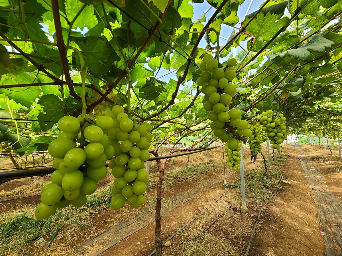 Rượu vang Đà Lạt - Tinh hoa vang Việt Nam nổi tiếng 16 Nho Đắk Lắk